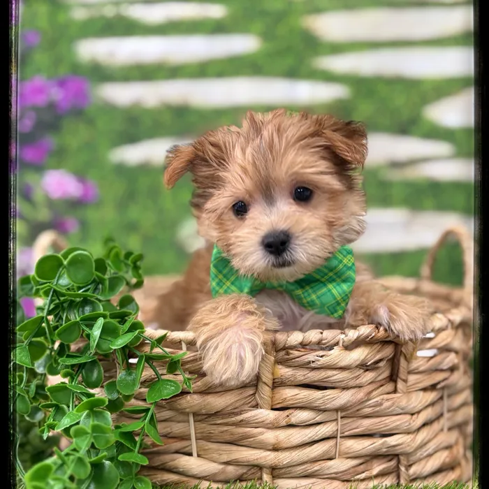 Male Morkie puppy named Louis for sale at Idaho Puppy - Meridian.