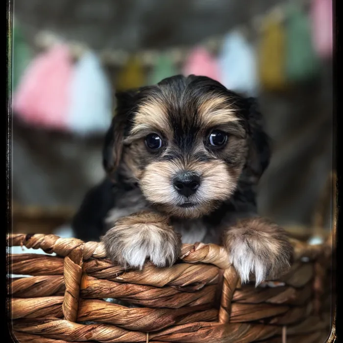 Male Morkie puppy named Sunny for sale at Idaho Puppy - Nampa.
