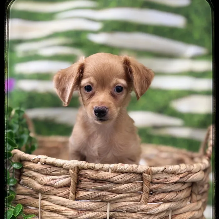 Male Chiweenie puppy named Noodle for sale at Idaho Puppy - Meridian.