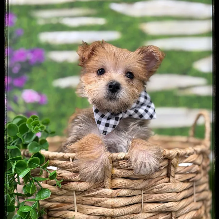 Male Morkie puppy named Pete for sale at Idaho Puppy - Twin Falls.