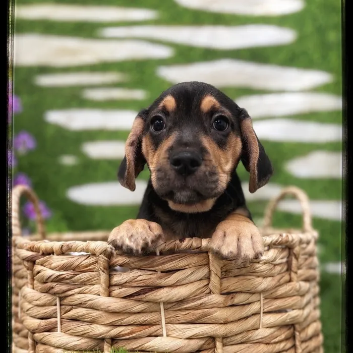 Male Beabull puppy named Chase for sale at Idaho Puppy - Meridian.