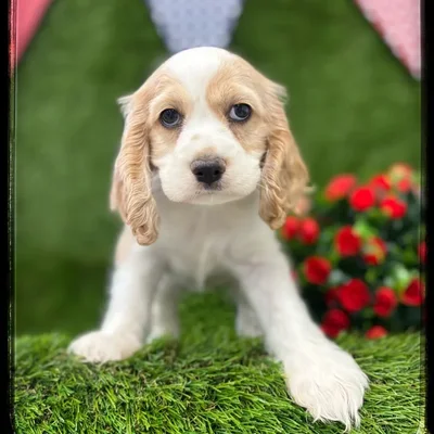 Female Cocker Spaniel puppy named Bridget for sale at Idaho Puppy - Coeur d'Alene.