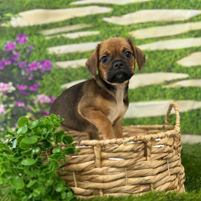 Female Puggle puppy named Sweet Potato for sale at Idaho Puppy - Twin Falls.