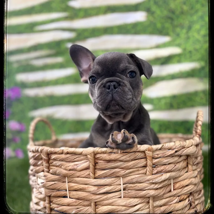 Male French Bulldog puppy named Hei-Hei for sale at Idaho Puppy - Twin Falls.