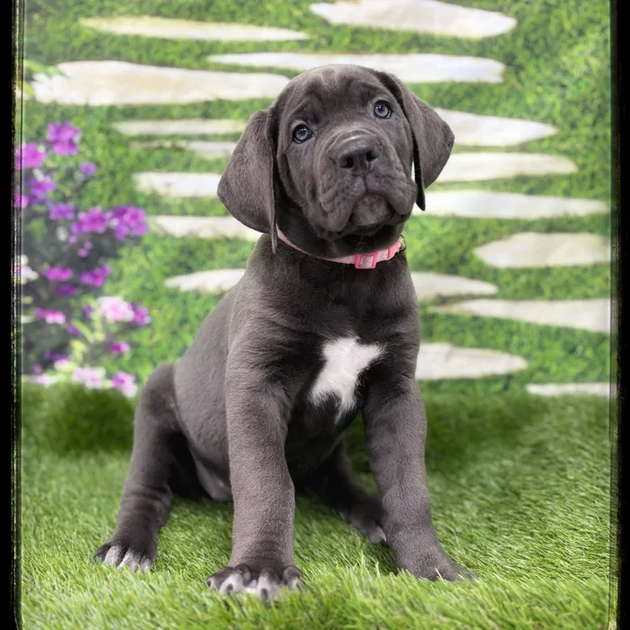 Female Cane Corso puppy named Armani for sale at Idaho Puppy - Coeur d'Alene.