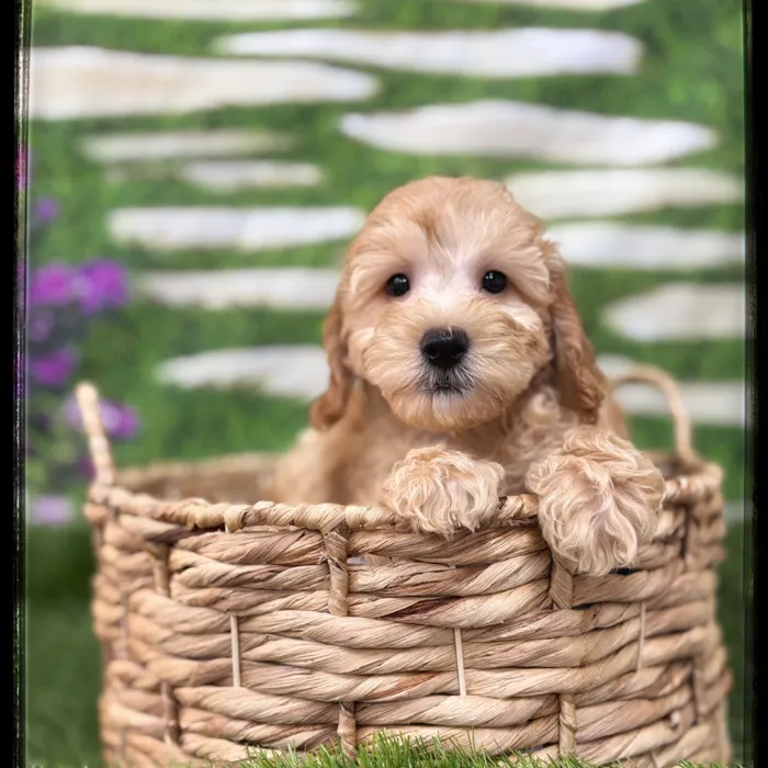 Male Goldendoodle puppy named Wally for sale at Idaho Puppy - Nampa.