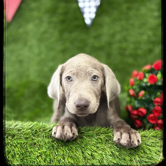 Female Labrador Retriever puppy named Ferrari for sale at Idaho Puppy - Coeur d'Alene.