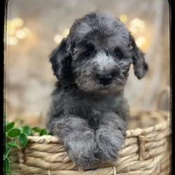 Male Poodle puppy named Rocket for sale at Idaho Puppy - Nampa.