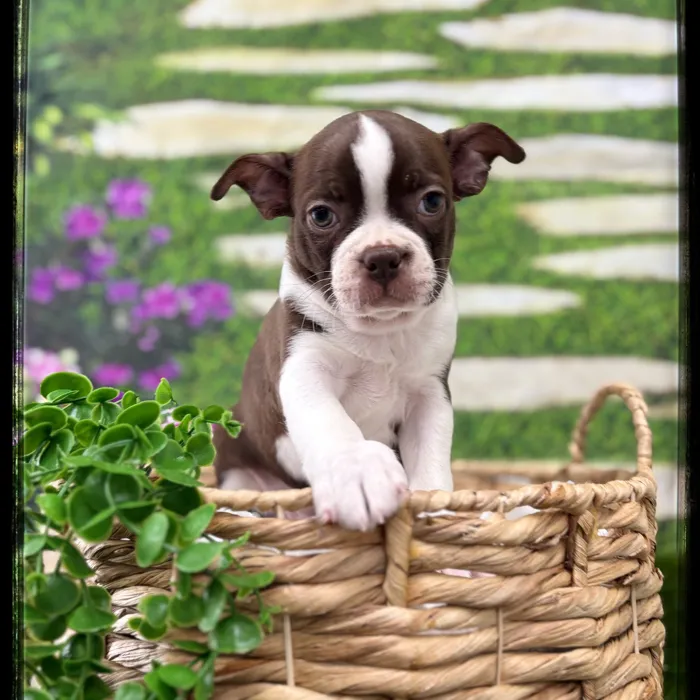 Female Boston Terrier puppy named Blair for sale at Idaho Puppy - Coeur d'Alene.