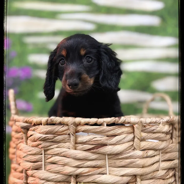 Male Mini Dachshund puppy named Flint for sale at Idaho Puppy - Coeur d'Alene.