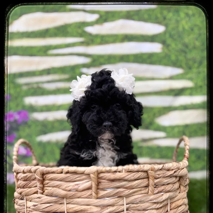 Female Mini Goldendoodle puppy named Kitt for sale at Idaho Puppy - Nampa.