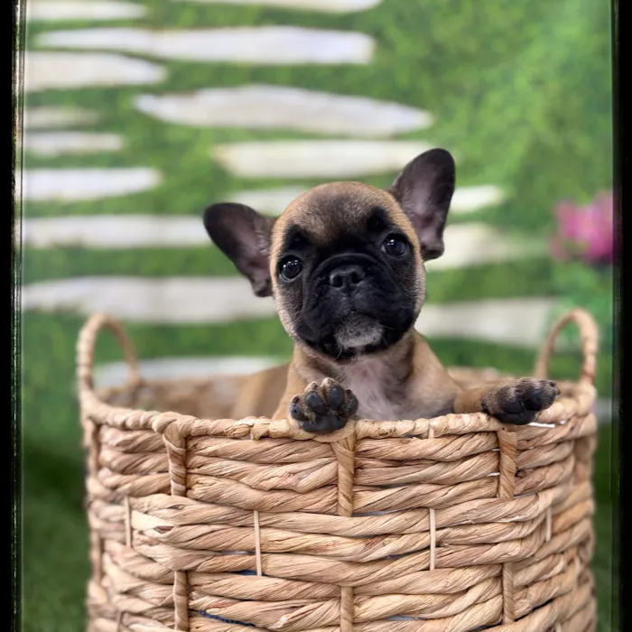 Female French Bulldog puppy named Nessie for sale at Idaho Puppy - Nampa.