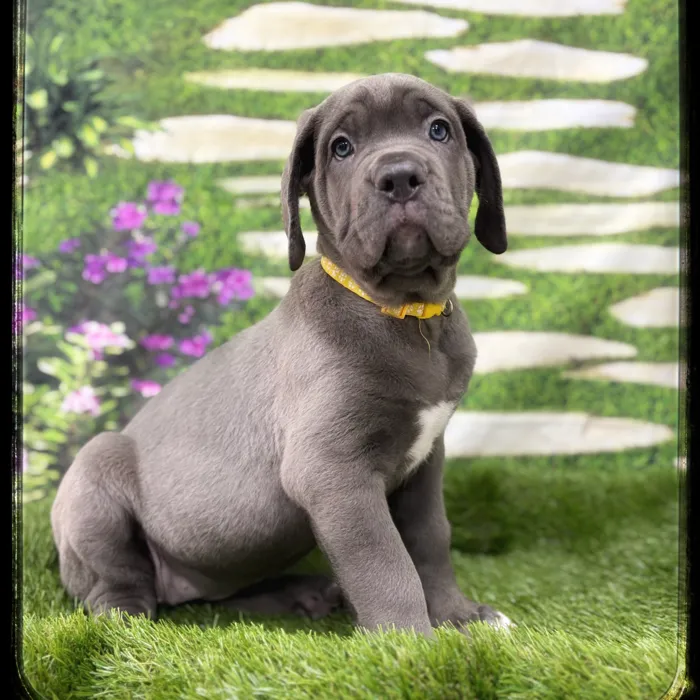 Female Cane Corso puppy named Odette for sale at Idaho Puppy - Nampa.