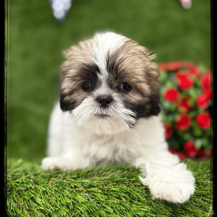 Female Shih Tzu puppy named Shaunte for sale at Idaho Puppy - Nampa.