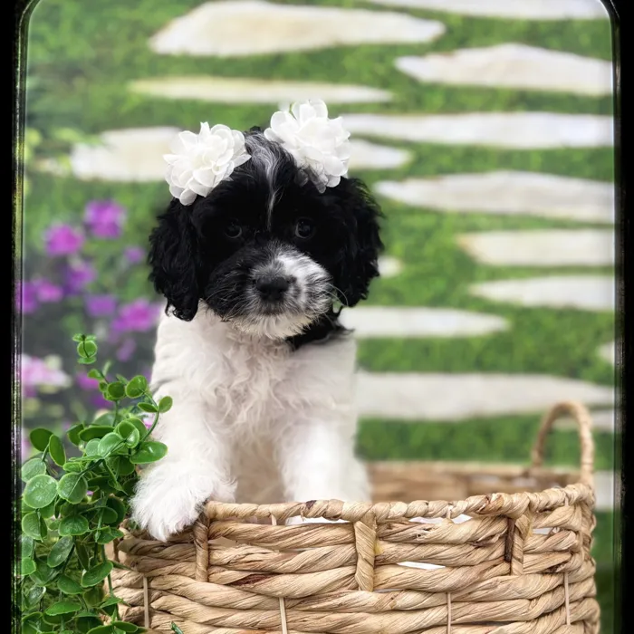Female Cockapoo puppy named Daphane for sale at Idaho Puppy - Nampa.