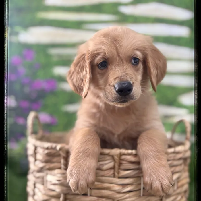 Male Golden Retriever puppy named Sampson for sale at Idaho Puppy - Nampa.