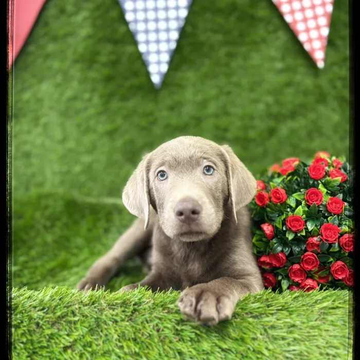 Male Labrador Retriever puppy named Levi for sale at Idaho Puppy - Coeur d'Alene.