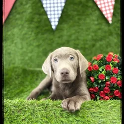 Male Labrador Retriever puppy named Levi for sale at Idaho Puppy - Coeur d'Alene.