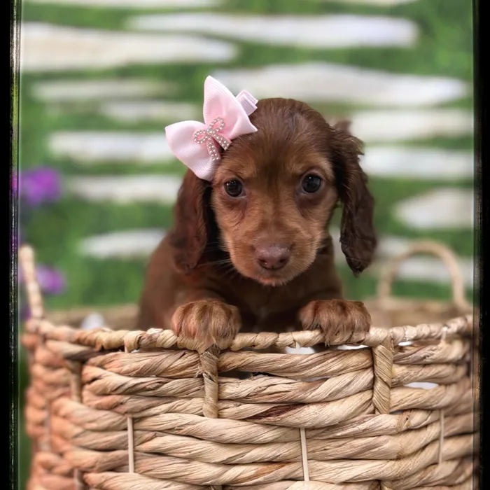 Female Mini Dachshund puppy named Shania for sale at Idaho Puppy - Twin Falls.