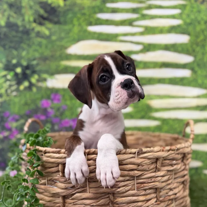 Female Boxer puppy named Izzy for sale at Idaho Puppy - Twin Falls.