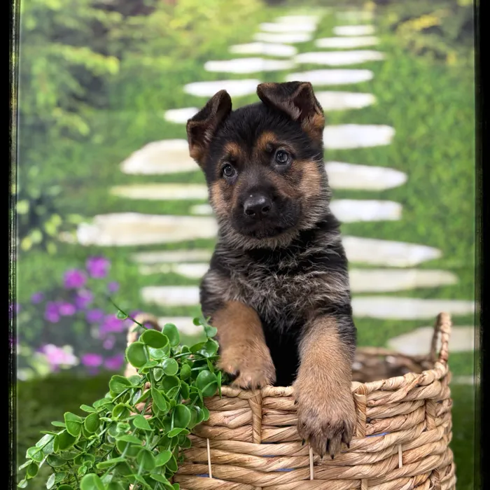 Male German Shepherd puppy named Rex for sale at Idaho Puppy - Coeur d'Alene.