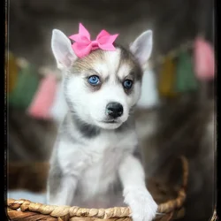 Female Alaskan Klee Kai puppy named Alice for sale at Idaho Puppy - Twin Falls.