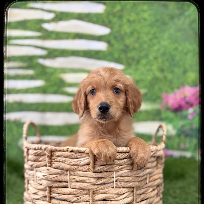 Male Golden Retriever puppy named Kobe for sale at Idaho Puppy - Meridian.