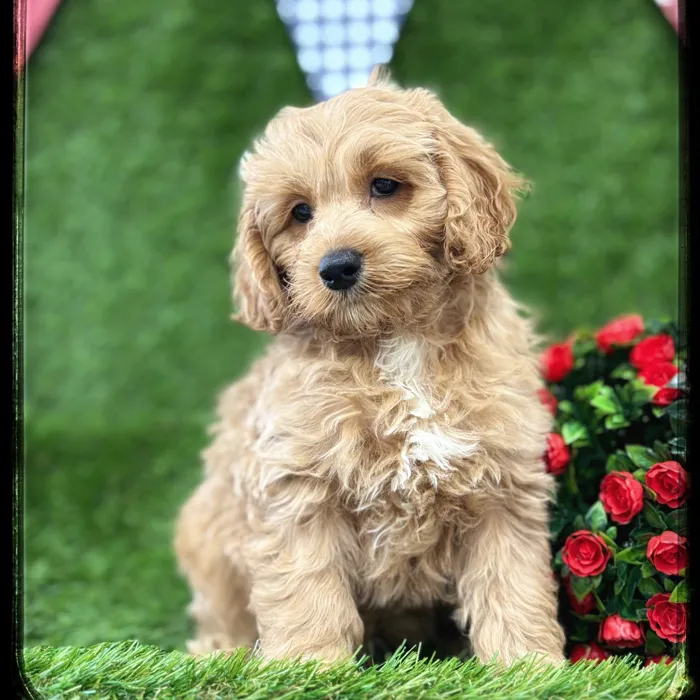 Male Cockapoo puppy named Boomer for sale at Idaho Puppy - Nampa.