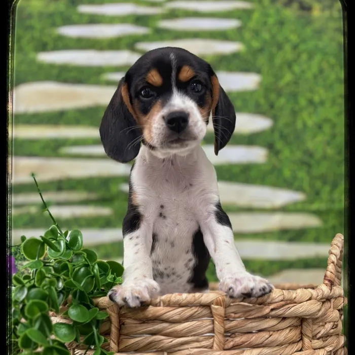 Male Beagle puppy named Brock for sale at Idaho Puppy - Nampa.