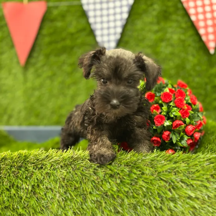 Female Mini Schnauzer puppy named Elsa for sale at Idaho Puppy - Meridian.