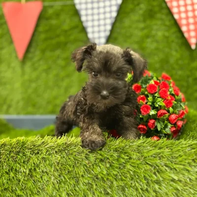Female Mini Schnauzer puppy named Elsa for sale at Idaho Puppy - Meridian.