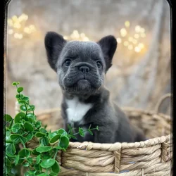 Female Fluffy French Bulldog puppy named Mochi for sale at Idaho Puppy - Nampa.