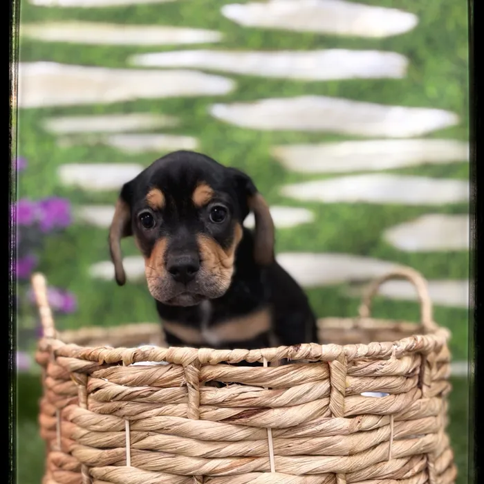 Male Beabull puppy named Dill for sale at Idaho Puppy - Coeur d'Alene.