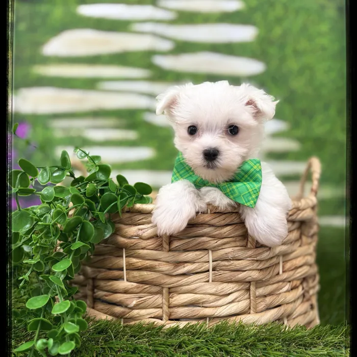 Male Maltese puppy named Duke for sale at Idaho Puppy - Nampa.