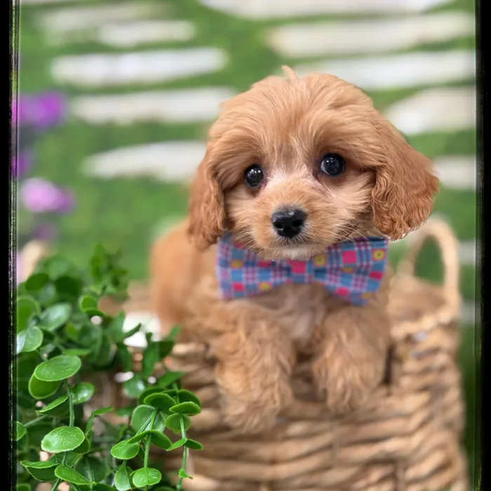 Male Cavapoo puppy named Skip for sale at Idaho Puppy - Coeur d'Alene.