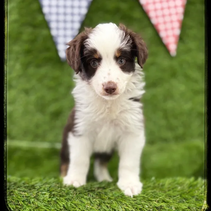 Male Mini Aussie puppy named Hank for sale at Idaho Puppy - Coeur d'Alene.