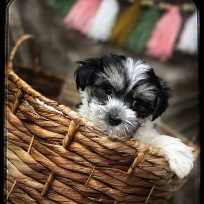 Available puppies