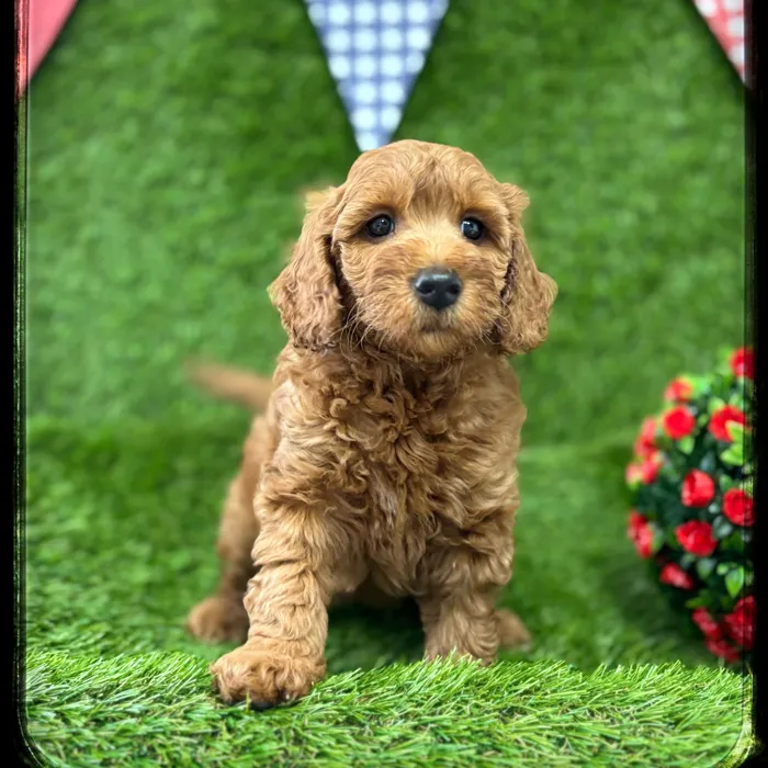 Female Mini Goldendoodle puppy named Nala for sale at Idaho Puppy - Twin Falls.