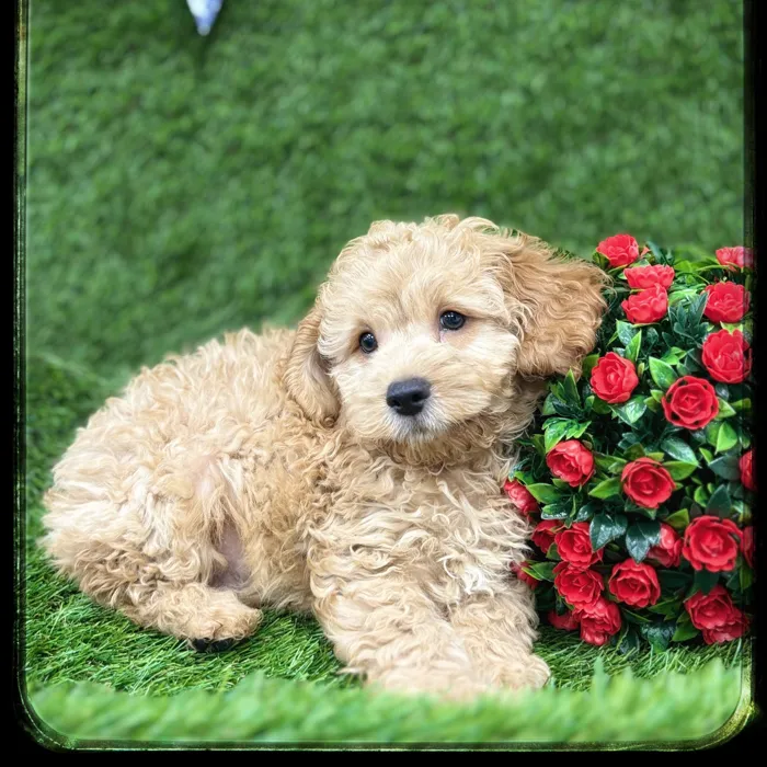 Male Cockapoo puppy named Graham for sale at Idaho Puppy - Meridian.