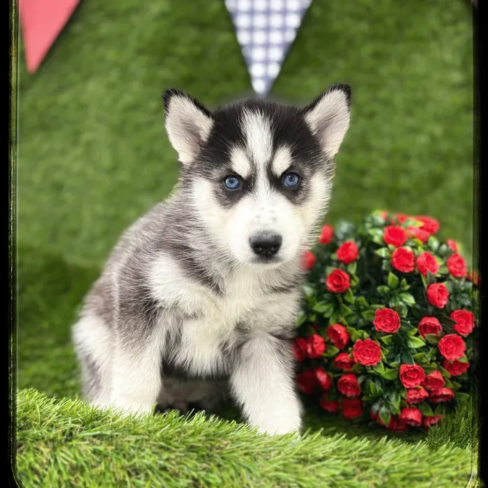 Female Siberian Husky puppy named Montana for sale at Idaho Puppy - Meridian.