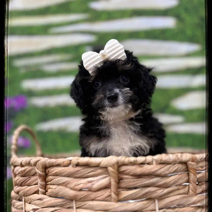 Female Mini Bernedoodle puppy named Evelyn for sale at Idaho Puppy - Nampa.