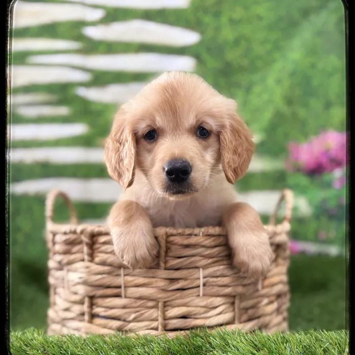 Male Golden Retriever puppy named Porter for sale at Idaho Puppy - Meridian.