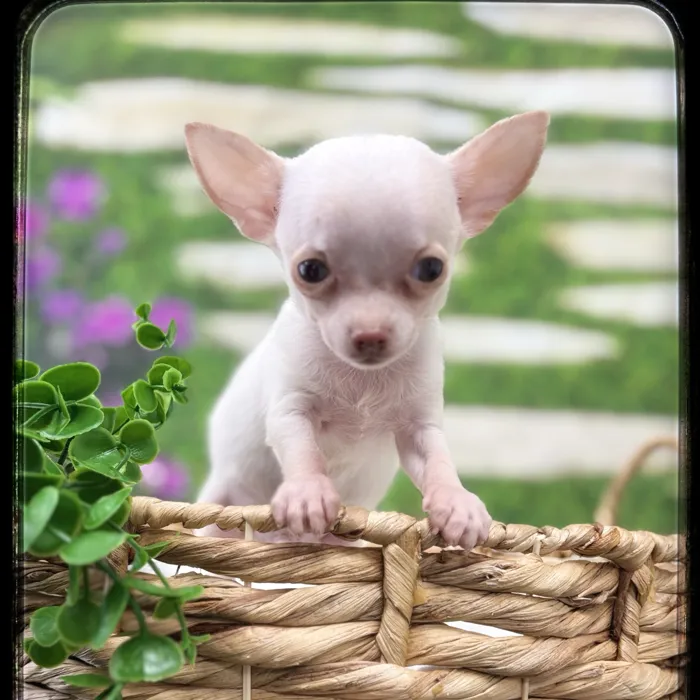 Male Chihuahua puppy named Spike for sale at Idaho Puppy - Meridian.