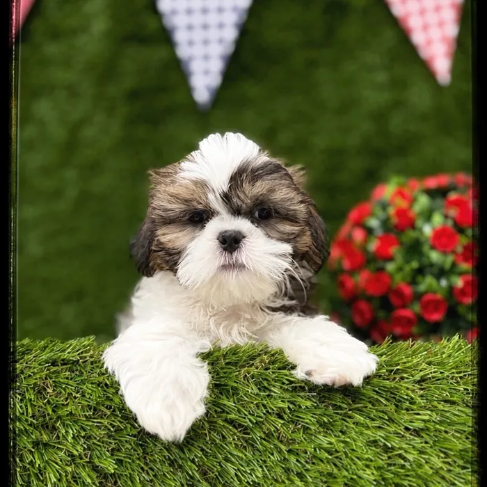 Male Shih Tzu puppy named Ramsey for sale at Idaho Puppy - Coeur d'Alene.