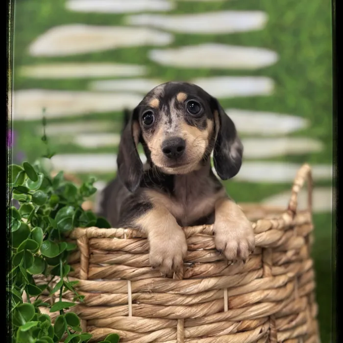 Male Mini Dachshund puppy named Archie for sale at Idaho Puppy - Coeur d'Alene.