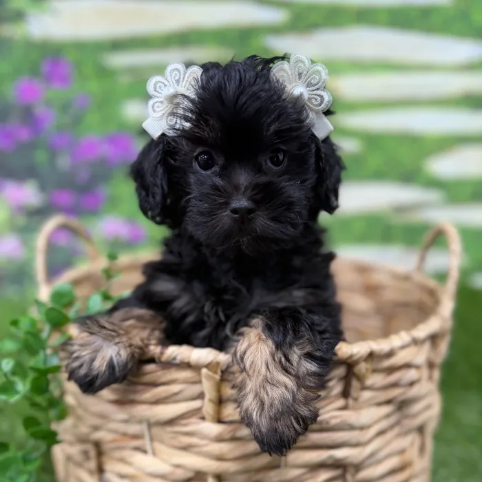 Female Shipoo puppy named Dixie for sale at Idaho Puppy - Nampa.