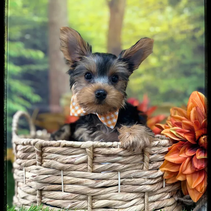Male Yorkie puppy named Waylon for sale at Idaho Puppy - Nampa.