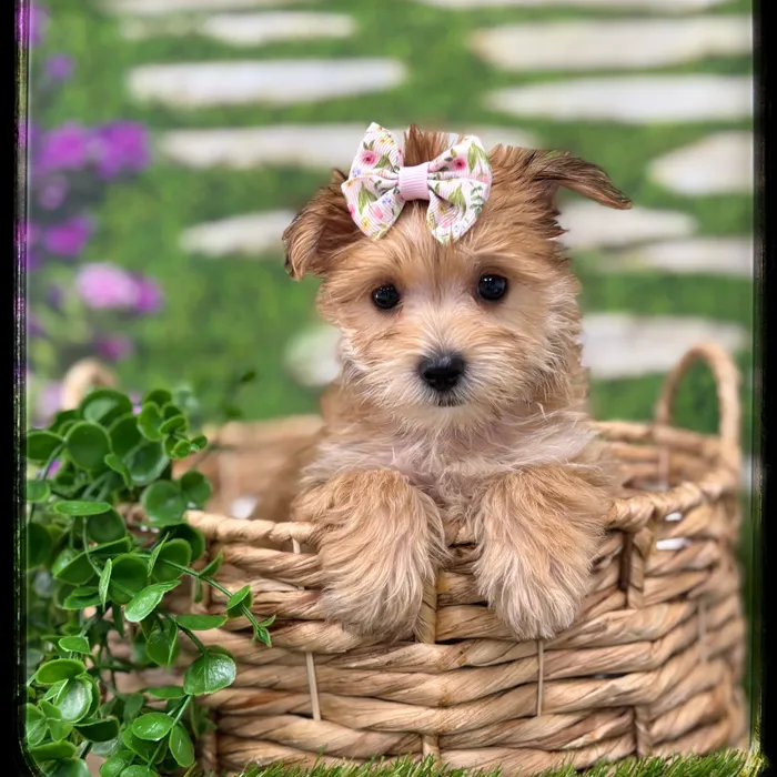 Female Morkie puppy named Renee for sale at Idaho Puppy - Meridian.
