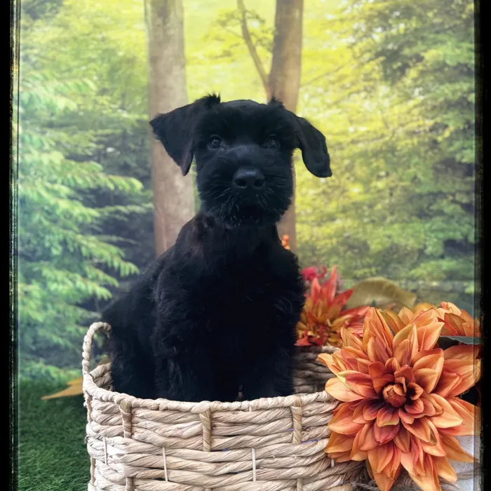 Male Giant Schnauzer puppy named Vader for sale at Idaho Puppy - Coeur d'Alene.