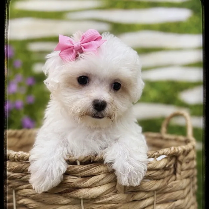 Female Bichon-Maltese puppy named Violet for sale at Idaho Puppy - Meridian.
